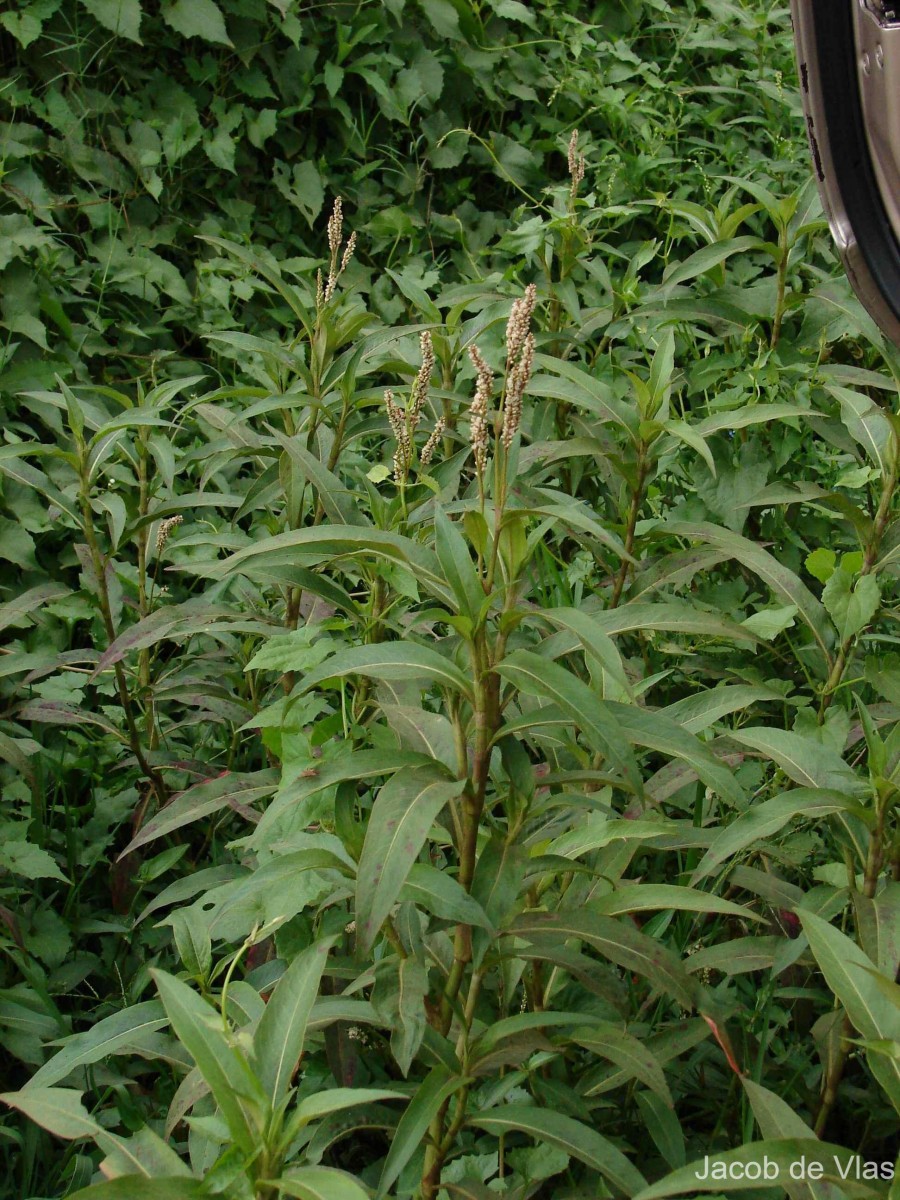 Persicaria barbata (L.) H.Hara